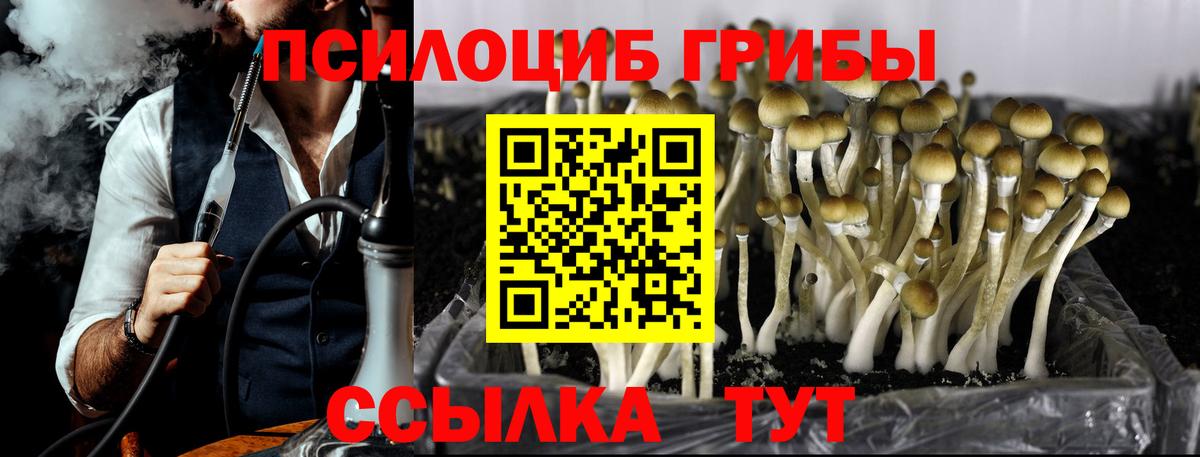 Знаменск  Псилоцибиновые грибы MAGIC MUSHROOMS  Вход с VPN 